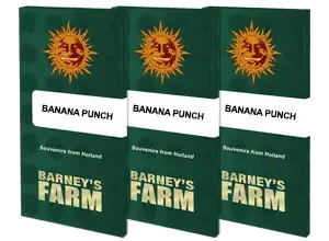 Barney’s Farm – Banana Punch (Feminized) - Image 2