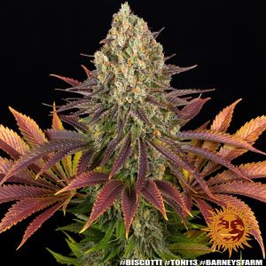 Barney’s Farm – Biscotti (Feminized)