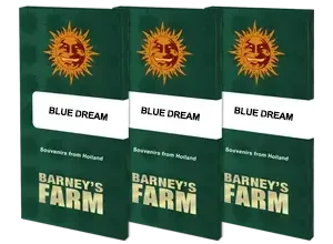 Barney’s Farm – Blue Dream (Feminized) - Image 2