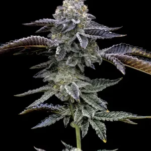 Barney’s Farm – Blue Dream (Feminized)