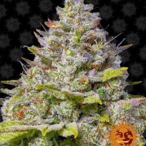 Barney’s Farm – Blue Gelato 41 (Feminized)