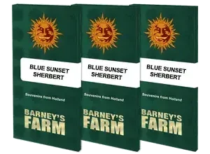 Barney’s Farm – Blue Sunset Sherbert (Feminized) - Image 2
