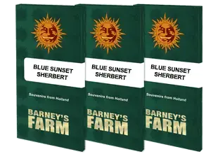 Barney’s Farm – Blue Sunset Sherbert (Feminized) - Image 2