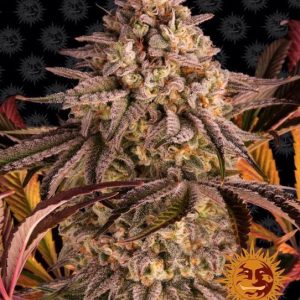Barney’s Farm – Blue Sunset Sherbert (Feminized)