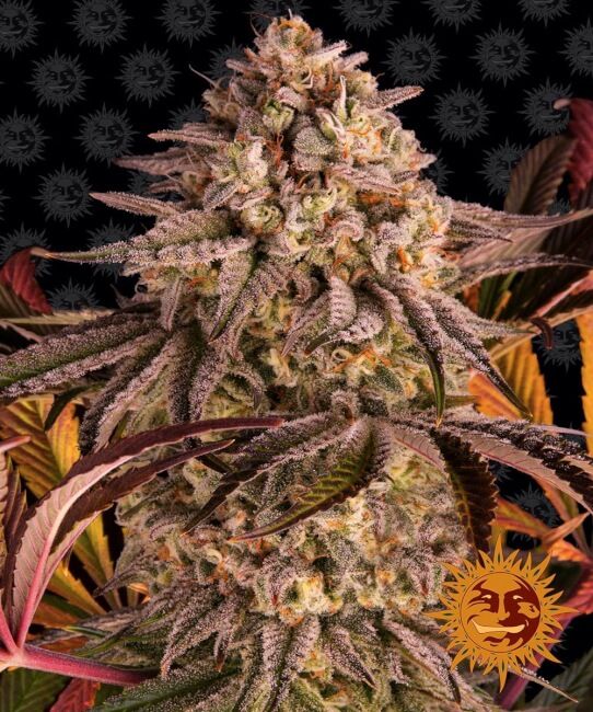 Barney’s Farm – Blue Sunset Sherbert (Feminized)