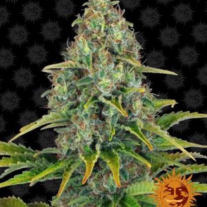 Barney’s Farm – Blueberry Cheese Auto (Blue Cheese) (Autoflower)