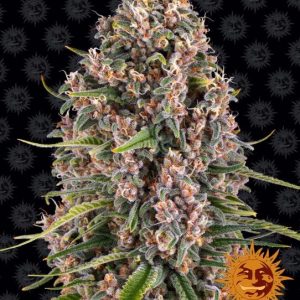 Barney’s Farm – Blueberry Cheese (Blue Cheese) (Feminized)