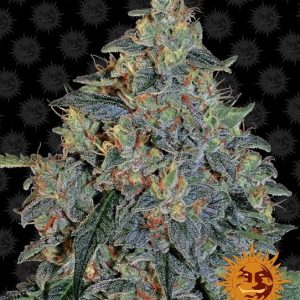 Barney’s Farm – Blueberry OG (Feminized)