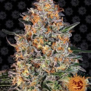 Barney’s Farm – Bubba Kush (Feminized)