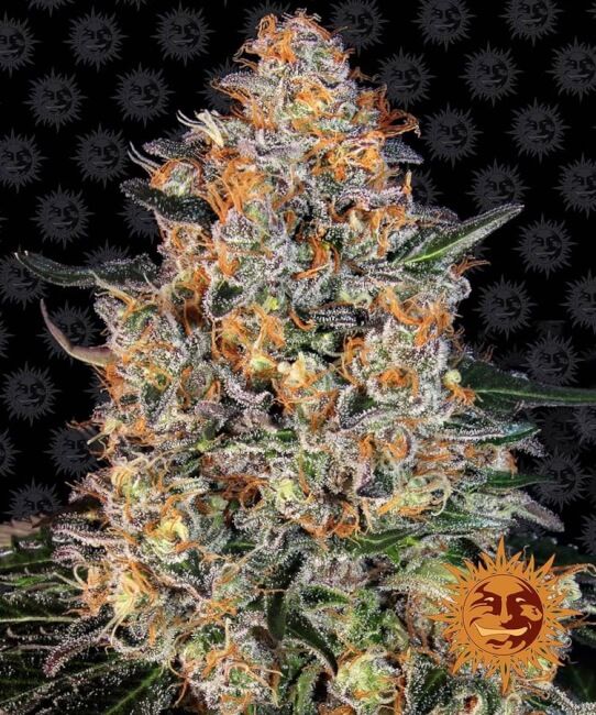 Barney’s Farm – Bubba Kush (Feminized)