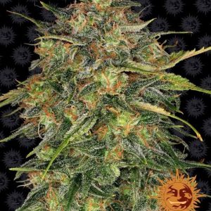 Barney’s Farm – Cheese (Feminized)