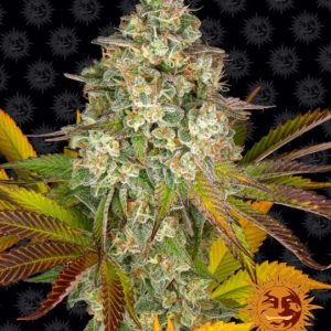 Barney’s Farm – Cookies Kush Auto (Autoflower)