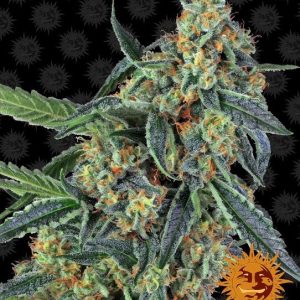 Barney’s Farm – Cookies Kush (Feminized)