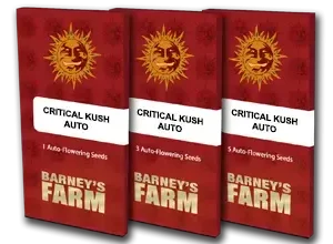Barney’s Farm – Critical Kush Auto (Autoflower) - Image 2