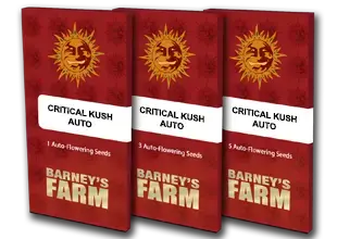 Barney’s Farm – Critical Kush Auto (Autoflower) - Image 2