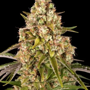 Barney’s Farm – Critical Kush Auto (Autoflower)