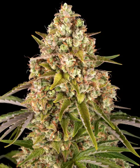 Barney’s Farm – Critical Kush Auto (Autoflower)