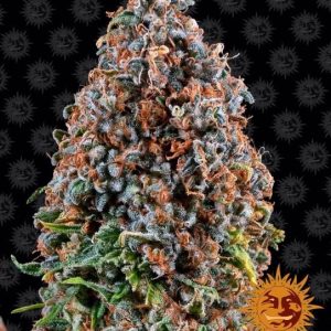 Barney’s Farm – Critical Kush (Feminized)