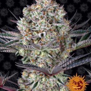 Barney’s Farm – Dos Si Dos 33 (Feminized)