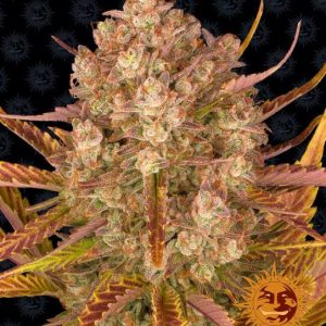 Barney’s Farm – Dos Si Dos Auto (Autoflower)