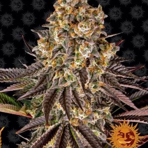 Barney’s Farm – Gelato 45 (Feminized)