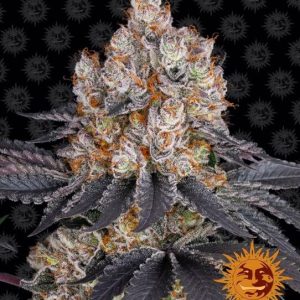 Barney’s Farm – Gelato (Feminized)