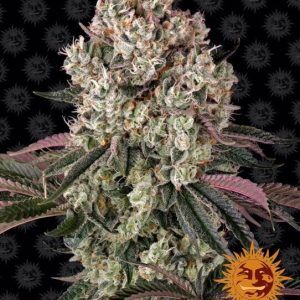 Barney’s Farm – Glookies (Feminized)