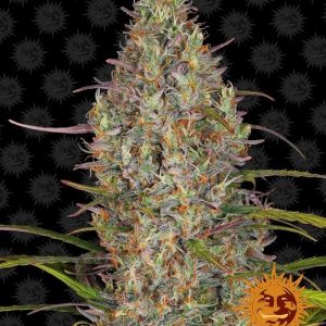 Barney’s Farm – Glue Gelato Auto (Autoflower)