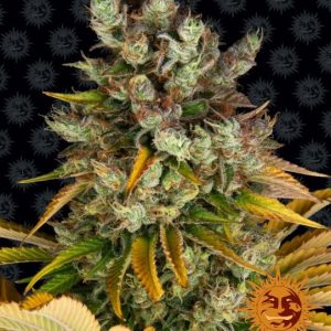 Barney’s Farm – GMO (Feminized)