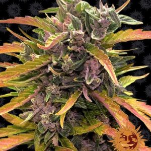 Barney’s Farm – Gorilla Glue Auto (Autoflower)