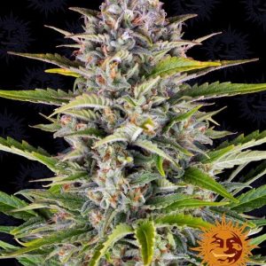 Barney’s Farm – Gorilla Zkittlez Auto (Autoflower)