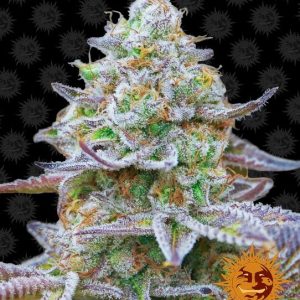Barney’s Farm – Gorilla Zkittlez (Feminized)