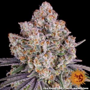 Barney’s Farm – Ice Cream Cake Feminised Seed (Feminized)