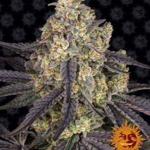 Barney’s Farm – Kush Mintz (Feminized)