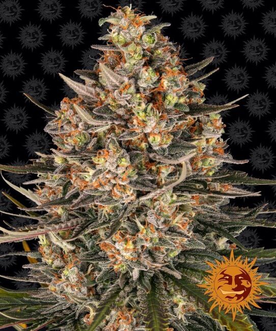 Barney’s Farm – Lemon Drizzle (Feminized)
