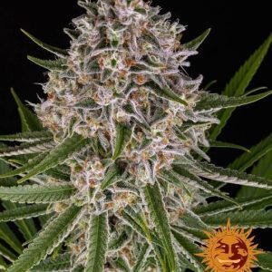 Barney’s Farm – Lemon Haze Auto (Autoflower)