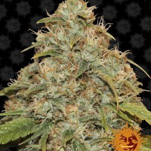 Barney’s Farm – Lemon Potion CBD Auto (Autoflower)