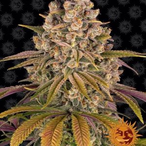 Barney’s Farm – Lemon Tree (Feminized)