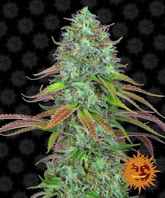 Barney’s Farm – LSD Auto (Autoflower)