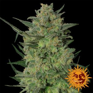 Barney’s Farm – LSD (Feminized)