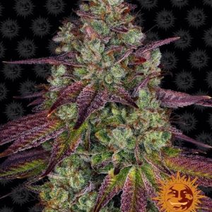 Barney’s Farm – Mimosa EVO (Feminized)