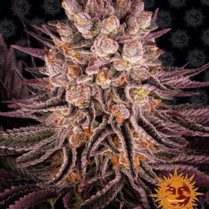 Barney’s Farm – Mimosa x Orange Punch (Feminized)