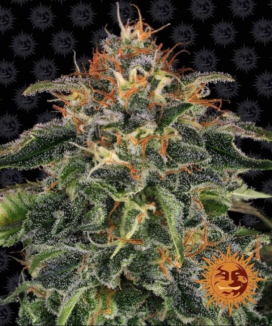 Barney’s Farm – Moby Dick (Feminized)