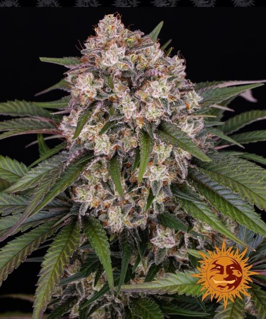 Barney’s Farm – OG Kush Auto (Autoflower)