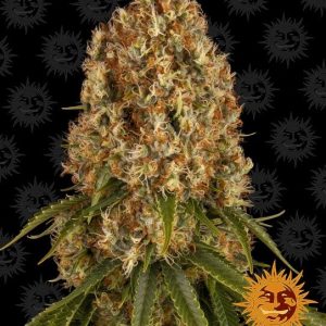 Barney’s Farm – Orange Sherbert (Feminized)