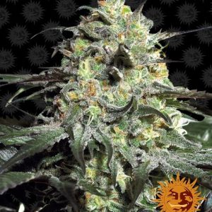 Barney’s Farm – Peyote Cookies (Feminized)