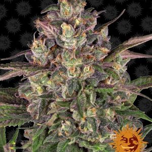 Barney’s Farm – Peyote Critical (Feminized)