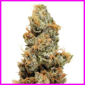 Barney’s Farm – Pineapple Chunk (Feminized)