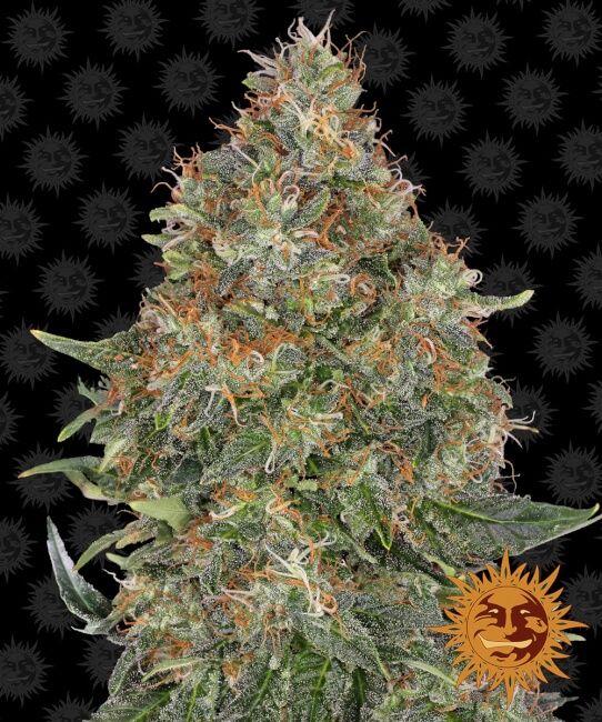 Barney’s Farm – Pineapple Express Auto (Autoflower)