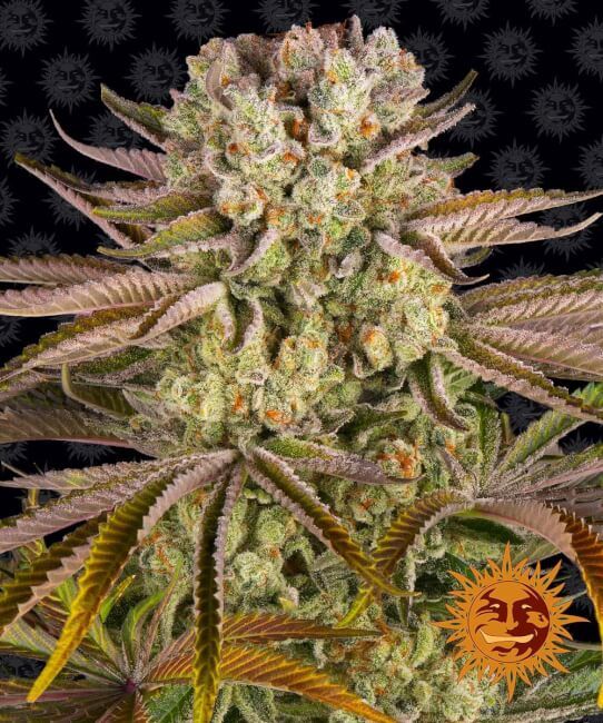 Barney’s Farm – Pineapple Express (Feminized)